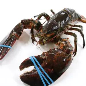 [씨토랑]항공직송 도착해도 살아있는 점보 활랍스터 1미 2.5kg