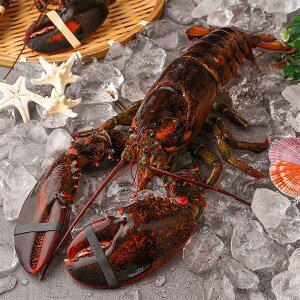 [자연맛남][물맛남] 수율보장 항공직송 활랍스터 850내외 1마리