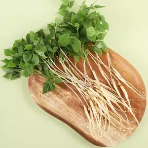 토정마루 새싹인삼 10뿌리 대(大) 새싹삼 부모님 건강 선물