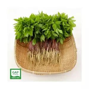 토정마루 새싹인삼 30뿌리 대(大) 새싹삼 부모님 건강 선물