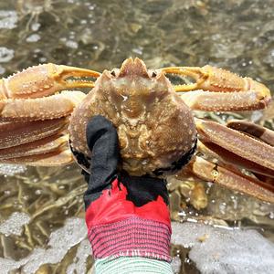 러시아 대게 자숙대게 스노우크랩 B급 3kg