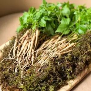 강원도 자연산 새싹삼 새싹인삼 100뿌리