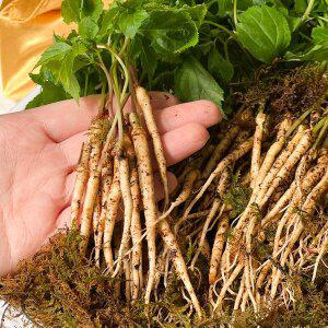 [하라네]유기농 인증 강원도 자연산 새싹삼 새싹인삼 100뿌리