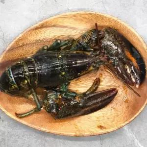 캐나다 활 랍스타 랍스터 1미 500g
