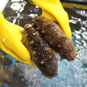 거제도 해녀가 직접 채취한 해삼 제철 자연산 해삼회 1kg