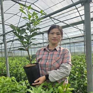 감귤/귤나무 포트묘 우량 신품종 제주도직발송