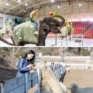 [제주] 점보빌리지+양떼목장 입장권 / 실내관광지 미디어아트 제주동물원