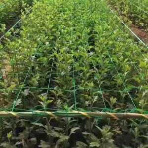 고추망 텃밭 국화 카네이션 농사용 농사망 오이 울타리 재배망