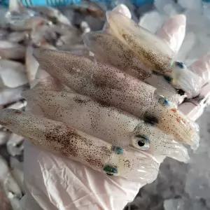 총알한치 500g+500g 총 1kg 30~50미