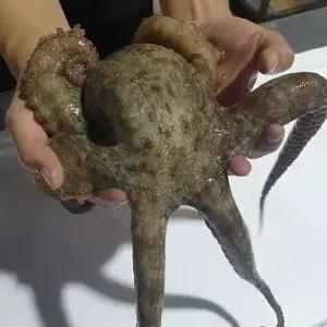 국내산 활 돌문어 대사이즈 1미 1kg내외