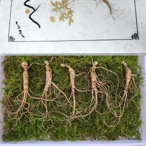 8-10년근 횡성 산양삼 선물세트 10뿌리 +보자기 선물용 강원도산양삼 강원도 산양 산삼 부모님 추석선물