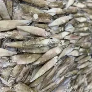 통찜용 급냉 한치 1kg 15-25미