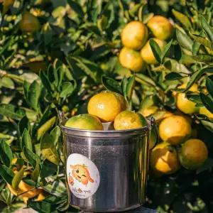 [제주] 제주 최남단 체험감귤농장