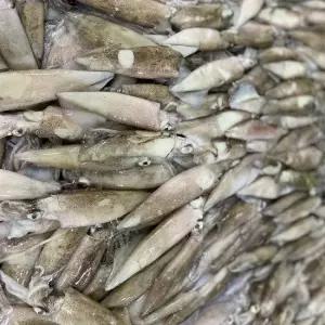 통찜용 급냉 한치 1kg 15-25미