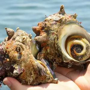 [엠픽] 거제 해녀의 정성 담은 자연산 뿔소라 2kg