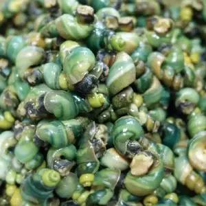 [NS홈쇼핑]제철 섬진강 국내산 1급수 깐다슬기 200g 3팩+다슬기육수 500g 1팩..[35270977]