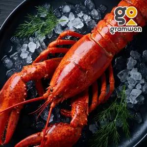 캐나다 자숙 랍스터 11미 (400/450) 바닷가재 냉동 랍스타 업소용 대용량