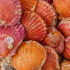 [산지플러스] 통영 홍가리비 5kg (125미내외)