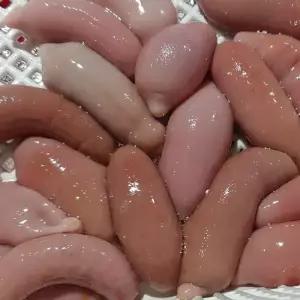 싱싱햇 국산 개불 참개불 생개불 낚시 미끼 10미