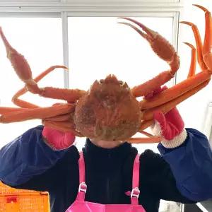 자숙 러시아 박달 대게 3kg 2-4미 특품 러시아 자숙 대게 찜 러시아산대게 마가단 대게 킹크랩 수입대게