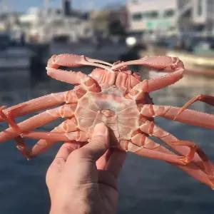 특품 북해도 자숙 대게 3.5kg 12-15미 일본대게 박달 대게 킹크랩 대게 찜 찐대게 북