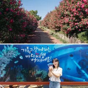 [제주] 카멜리아힐+서귀포잠수함 / 제주 관광지 잠수함 동백