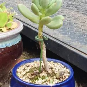 지지대 화분 인테리어 화초 식물 스탠드 야생화 지원대 37cm