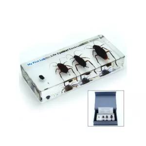 자연 관찰 바퀴벌레 한살이 곤충표본 수업 실험 성장 중등과학