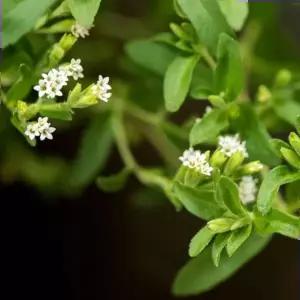 야생화씨 꽃 씨앗 야생화 꽃씨 종자 천연감미료 스테비아 50립