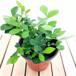 오렌지자스민 실내 식물 관엽 공기 정화 허브 다육식물 일본 조화 화분 재배 원예 도구