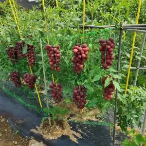 추천상품 그물망 오이그물망 주말농장 인기템 포도