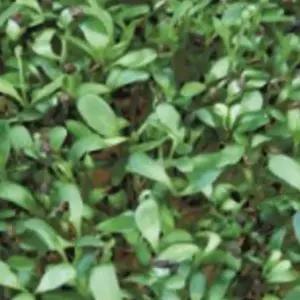 새싹채소종자 씨앗 웰빙야채 알파파 웰빙새싹키우기 (WFJ7CW5)