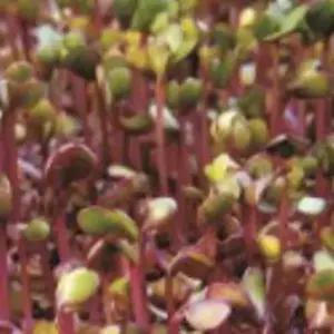 새싹채소종자 적콜라비새싹 웰빙야채 집에서키우는새싹 (WFJ7CW6)