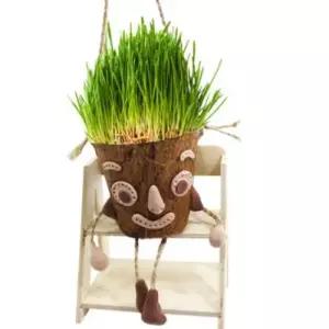 보리새싹 코코넛 화분 만들기 식물 키우기 재료 10인용 WFIUDMS