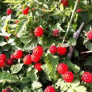 산딸기 산딸기나무 분묘 외대