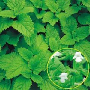 이태리 레몬밤 다년생 허브 씨앗 씨 꽃씨 종자 300립