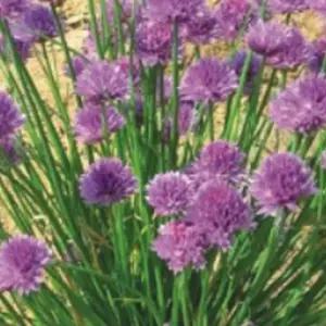 챠이브 꽃 씨앗 야생화 꽃씨 종자 품종 허브 400립