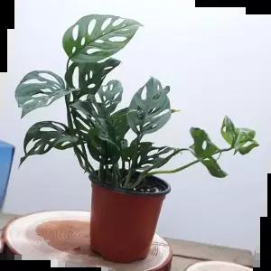 홈가드닝 몬스테라아단소니(소) 관엽식물