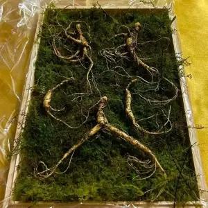 12-15년근 횡성 산양삼 선물세트 3뿌리 +보자기 선물용 강원도산양삼 강원도 산양 산삼 부모님 추석선물