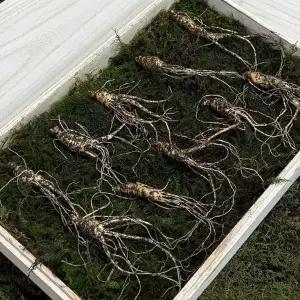 7-8년근 횡성 산양삼 선물세트 10뿌리 +보자기 가정용 강원도산양삼 강원도 산양 산삼 부모님 추석선물