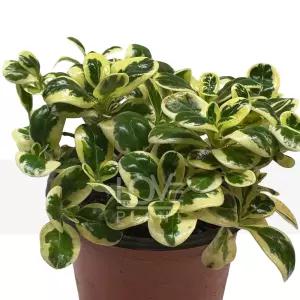 무늬코프로즈마 꼭두서니과 상록관목 아름다운잎색 소품 관엽 식물키우기