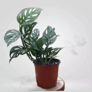 몬스테라아단소니 소 홈가드닝 홈가드닝 몬스테라아단소니 관엽식물 거실화분