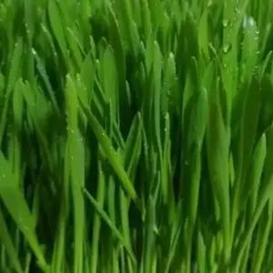 보리새싹재배 채소야채씨앗 300g 새싹채소씨앗 새싹키우기세트 (WFKBYUW)