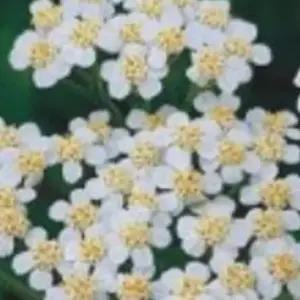 3000립 서양톱풀 야생화 꽃씨 야생화씨앗 야로우꽃씨 야로우씨앗 (WFKBYUI)