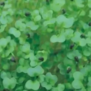 야채새싹재배 새싹채소용종자 야채종자 새싹채소씨앗 케일씨앗 (WFKBYUS)