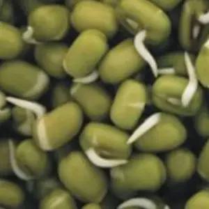 녹두새싹씨앗 새싹종자 새싹채소종자 300g 새싹야채씨앗 (WFKBYV5)