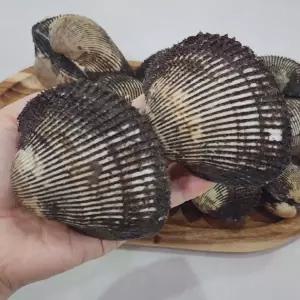 국내산 초대왕 피꼬막 2kg 피조개 10-15미 내외