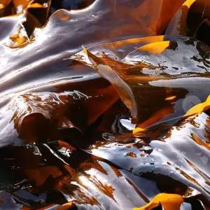 VB 기장 건다시마 500g국물용다 용건다 조다 마른다 건다 건조다 요리용다 해조류 국물다