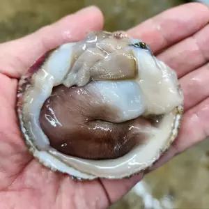 당일손질 자연산 여수 새조개 200g 생물 검정 초코 새조개 제철 횟감 샤브샤브