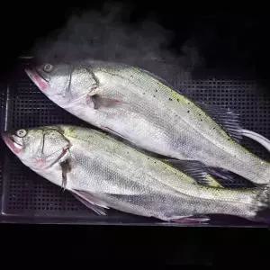 찐민어 국내산 반건조 민어 특대 5미 제수용 말린 생선 요리